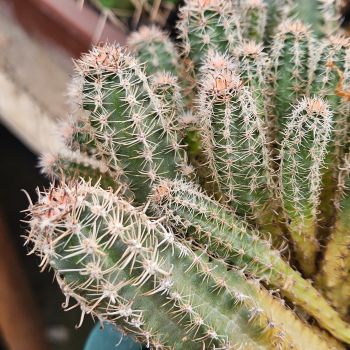 Preview: Austrokaktus pauxillus SAR 8283/1